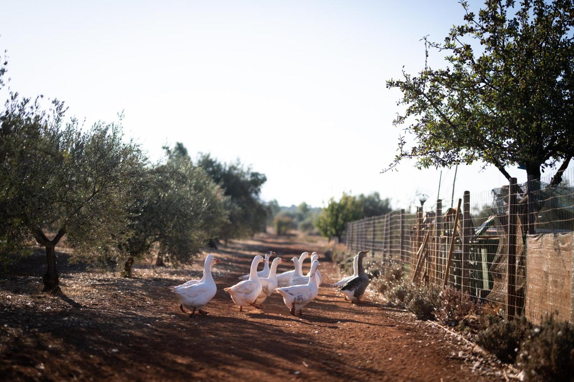 فندق Eumelia Organic Agrotourism Farm Goúvai المظهر الخارجي الصورة