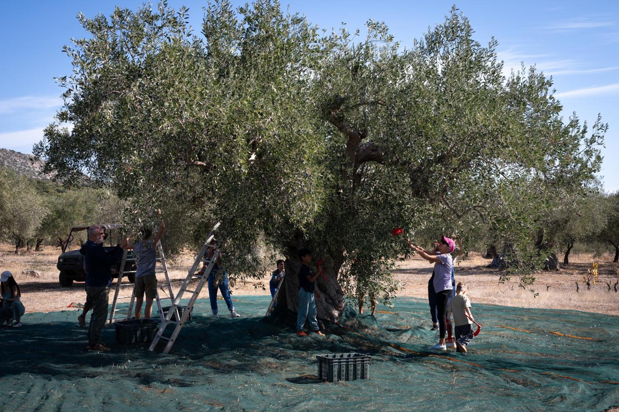 فندق Eumelia Organic Agrotourism Farm Goúvai المظهر الخارجي الصورة